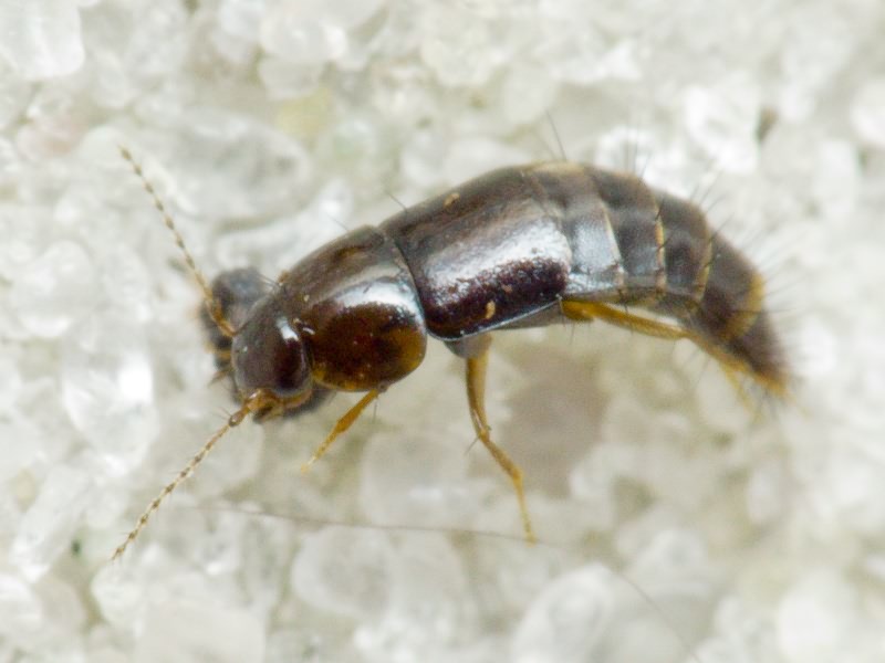 Habrocerus capillaricornis (Gravenhorst, 1806)